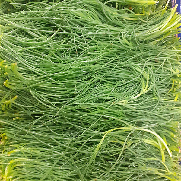 agretti-ortaggi-a-stelo-novara agretti-ortaggi-a-stelo-novara