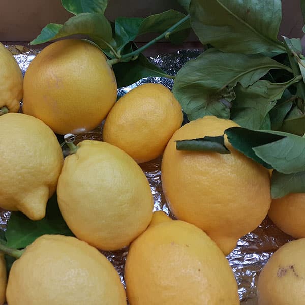 agrumi-limoni-negozio-frutta-biologica agrumi-limoni-negozio-frutta-biologica