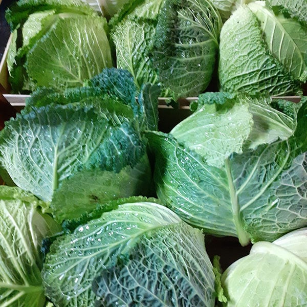 cavolo-cappuccio-verdure-fresche-vendita-novara cavolo-cappuccio-verdure-fresche-vendita-novara