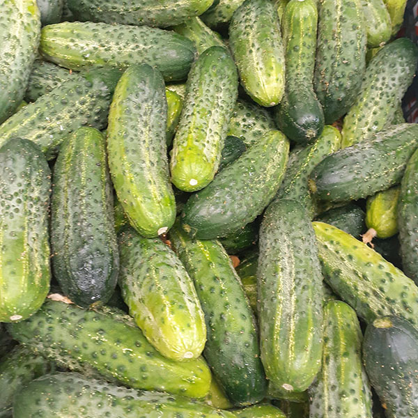 cetrioli-freschi-dove-trovarli cetrioli-freschi-dove-trovarli