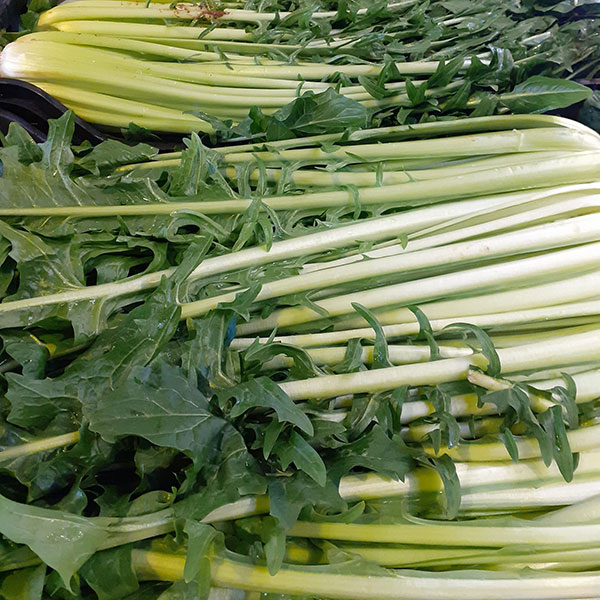 cicoria-biologica cicoria-biologica