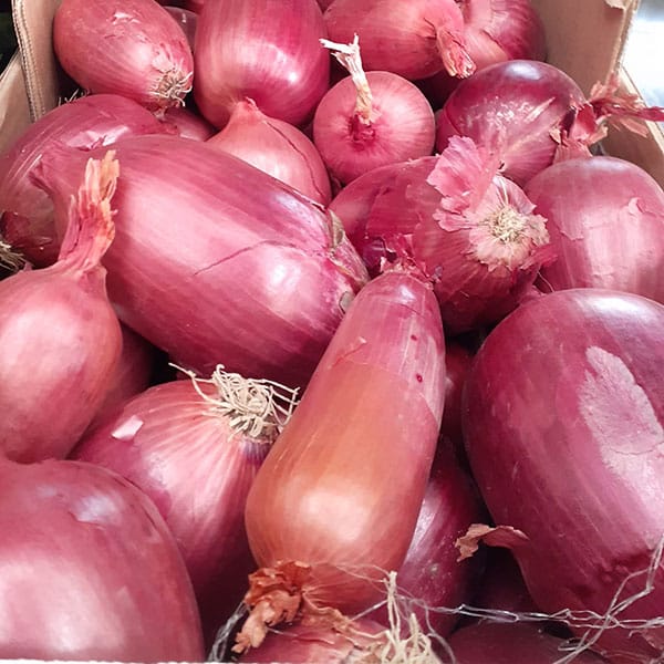 cipolle-rosse-verdura-bulbo-vendita cipolle-rosse-verdura-bulbo-vendita