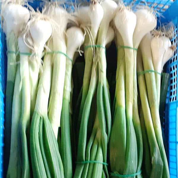 cipollotti-negozio-verdura-bulbo cipollotti-negozio-verdura-bulbo