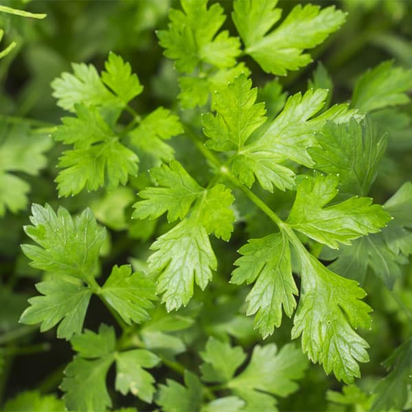 dove-trovare-erbe-aromatiche-prezzemolo-coriandolo-dragoncello dove-trovare-erbe-aromatiche-prezzemolo-coriandolo-dragoncello