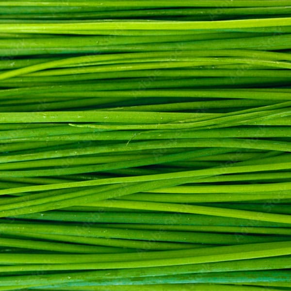 erba-cipollina-per-ricette-piatti-cucina-vendita-milano erba-cipollina-per-ricette-piatti-cucina-vendita-milano