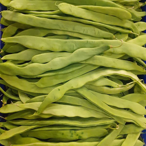 fagioli-piannoti-verdi-freschi fagioli-piannoti-verdi-freschi