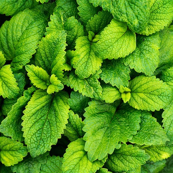 fruttivendolo-erbe-aromatiche-specie-menta-milano fruttivendolo-erbe-aromatiche-specie-menta-milano