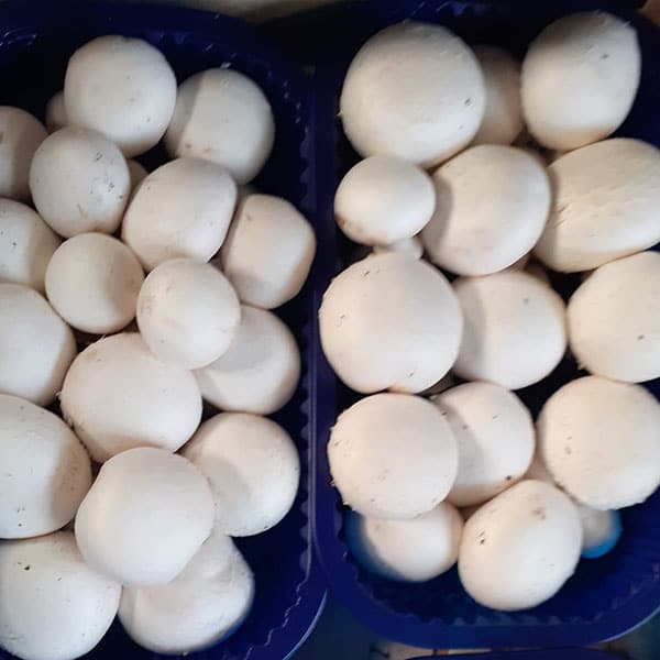funghi-champignon-bianchi funghi-champignon-bianchi