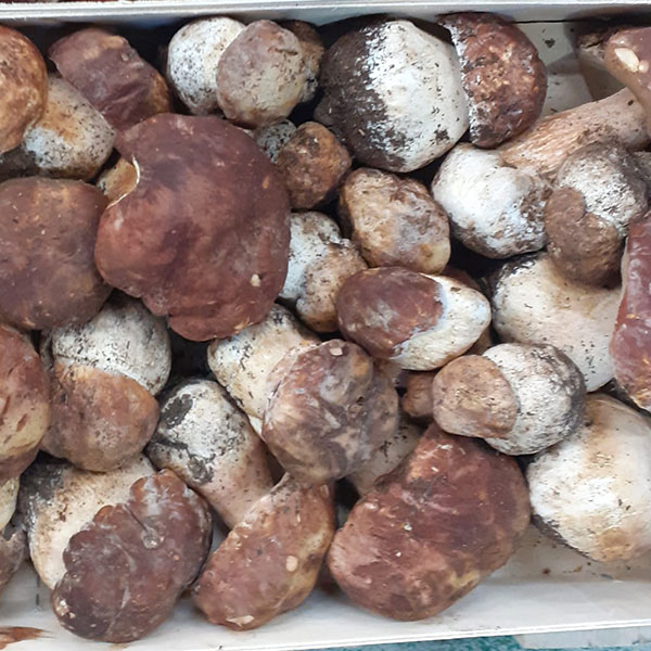 funghi-porcini-negozio-vendita-ortaggi-freschi-milano funghi-porcini-negozio-vendita-ortaggi-freschi-milano