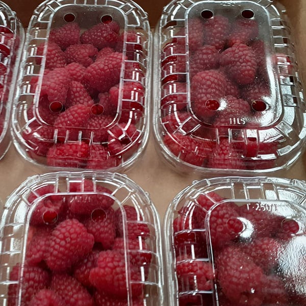 lamponi-frutti-di-bosco lamponi-frutti-di-bosco