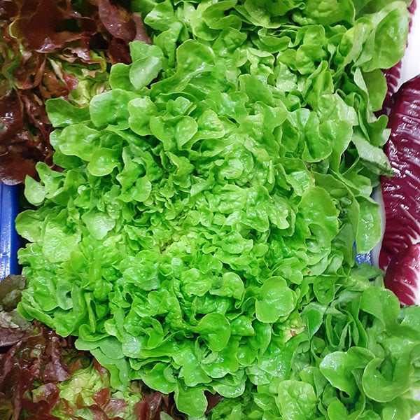 lattuga-per-insalata-negozio-vendita-verdure-novara lattuga-per-insalata-negozio-vendita-verdure-novara