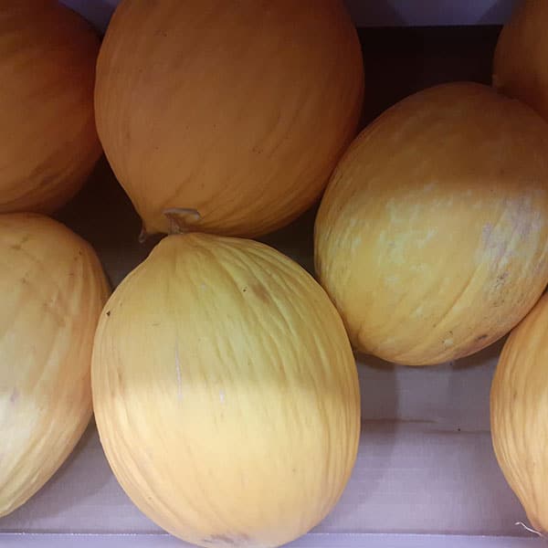 meloni-gialli-bianchi meloni-gialli-bianchi