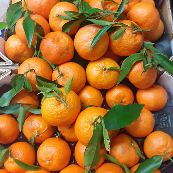 negozio-mandarini-clementine negozio-mandarini-clementine