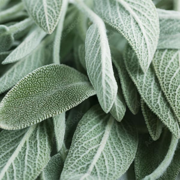 negozio-ortofrutta-vendita-salvia-per-condimenti-novara negozio-ortofrutta-vendita-salvia-per-condimenti-novara