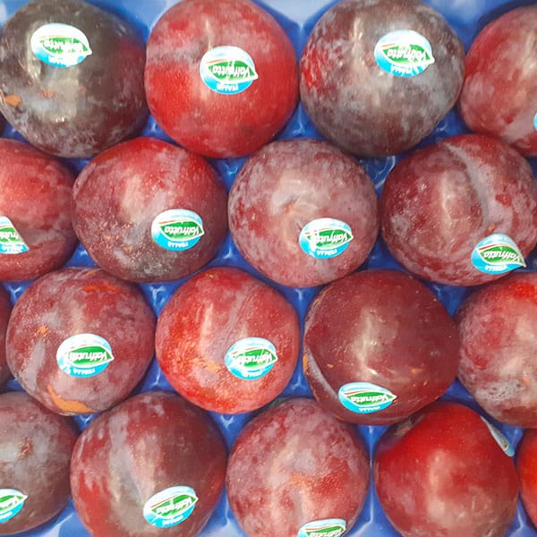 negozio-susine-prugne-vario-genere-vicino-milano negozio-susine-prugne-vario-genere-vicino-milano