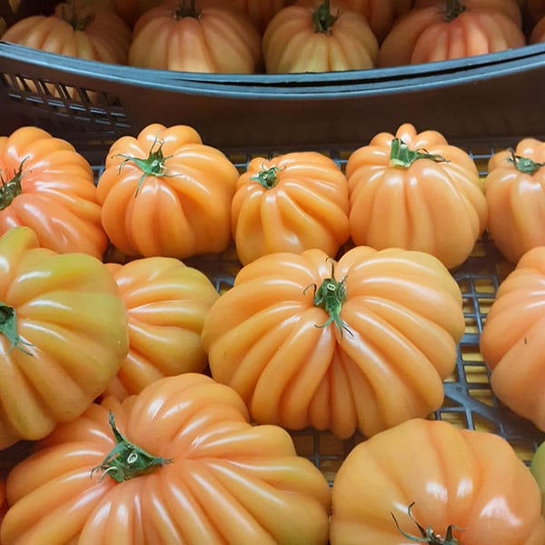 pomodori-cuore-di-bue-freschi-dove-trovarli pomodori-cuore-di-bue-freschi-dove-trovarli