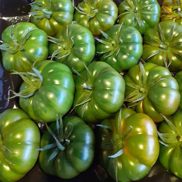 pomodori-verdi-vendita-verdura-fresca-novara pomodori-verdi-vendita-verdura-fresca-novara