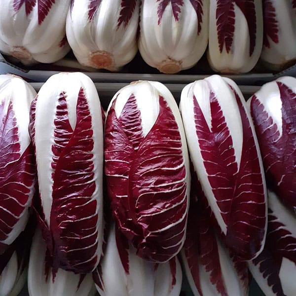 radicchio-viola-vendita-ortaggi-novara radicchio-viola-vendita-ortaggi-novara