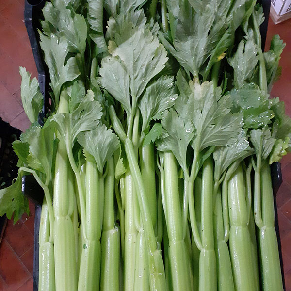 sedano-verdura-a-stelo-fresca sedano-verdura-a-stelo-fresca