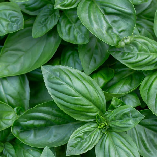 vendita-basilico-fresco-milano vendita-basilico-fresco-milano