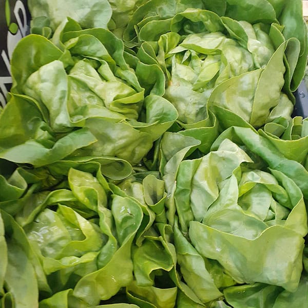 vendita-lattuga-foglia-larga-verde-milano vendita-lattuga-foglia-larga-verde-milano
