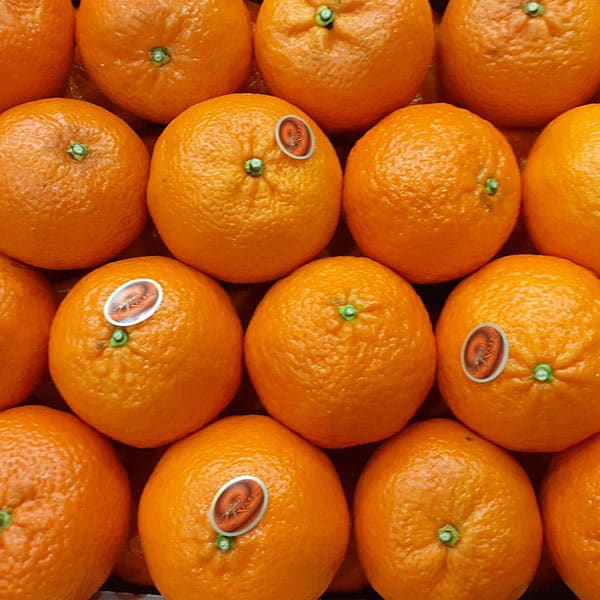 vendita-marmellate-agrumi-milano-novara