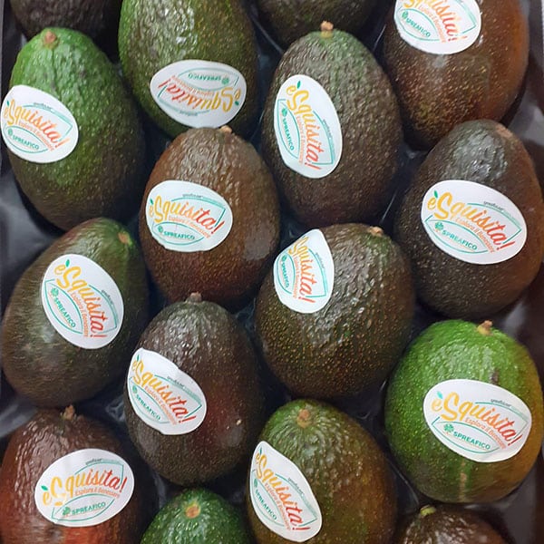 venidta-avocado-frutta-tropicale-negozio-novara venidta-avocado-frutta-tropicale-negozio-novara