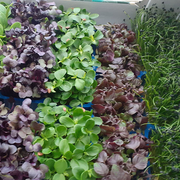 verdura-foglia-vario-genere-insalatina verdura-foglia-vario-genere-insalatina