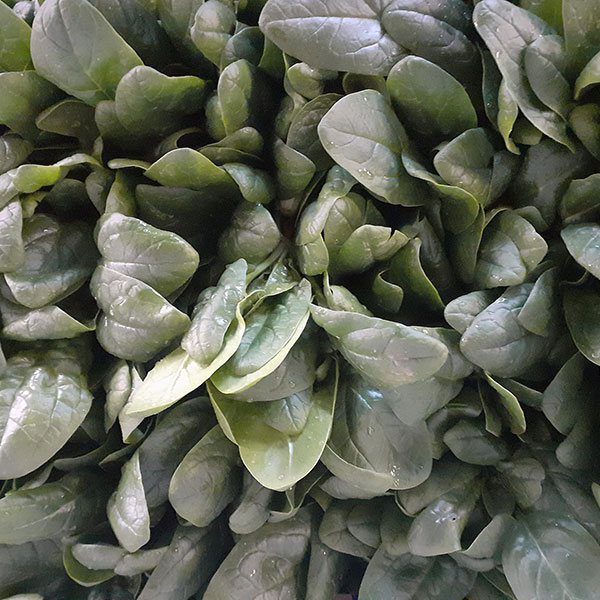 verdure-fresche-a-foglia-spinaci-milano verdure-fresche-a-foglia-spinaci-milano