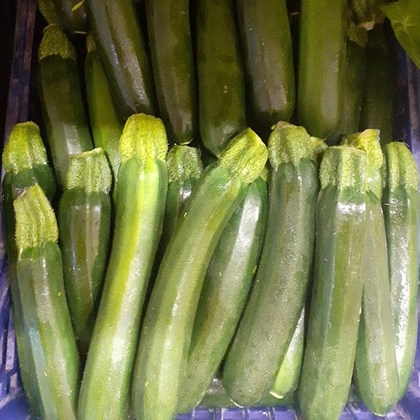 zucchine-di-stagione-verdi zucchine-di-stagione-verdi