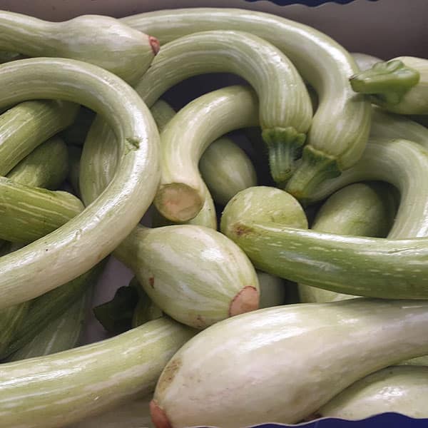 zucchine-particolari-lunghe zucchine-particolari-lunghe