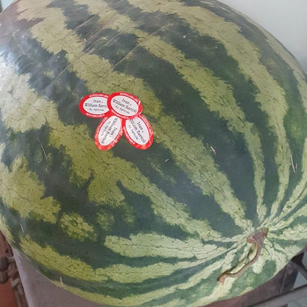 anguria-reggiana-bartoli-ivan anguria-reggiana-bartoli-ivan