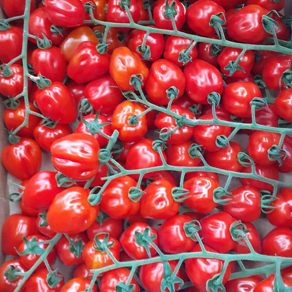 pomodorini-stelle-di-sicilia-azienda-agricola-carnemolla pomodorini-stelle-di-sicilia-azienda-agricola-carnemolla